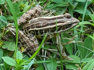 a gray and brown frog