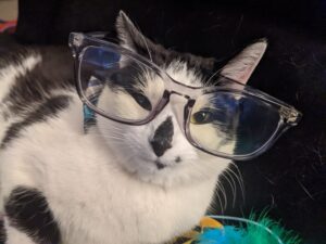 black and white cat in glasses