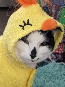 black and white cat in a ducky costume