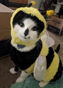 black and white cat in a bumblebee costume