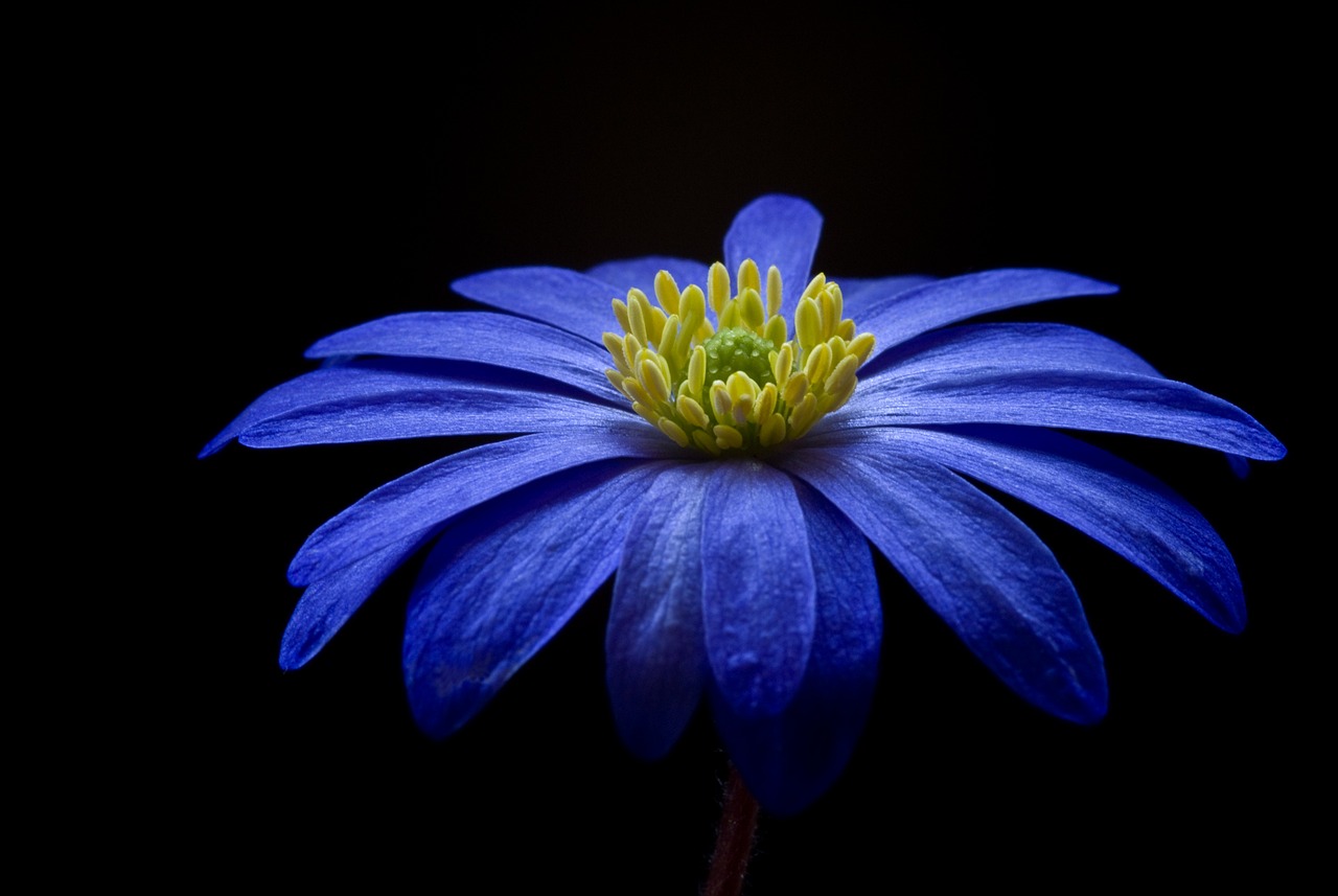 flower, anemone, petals-56414.jpg